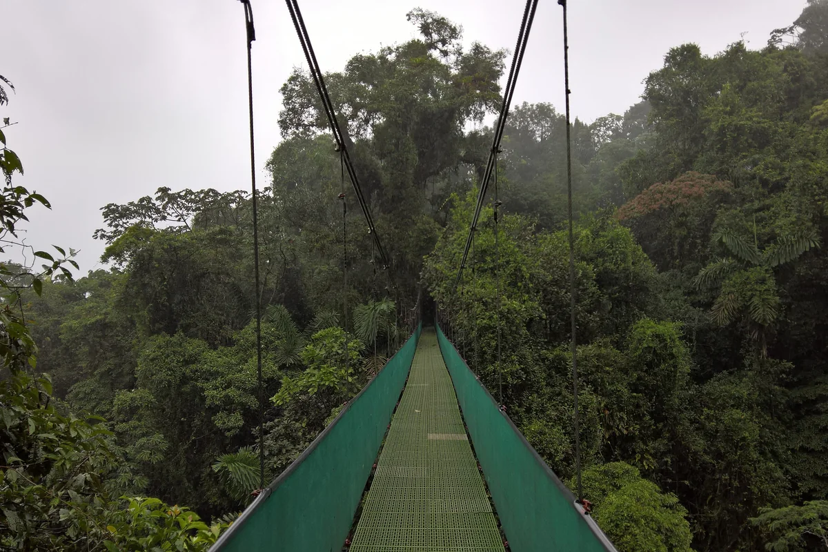 Puente colgante en el bosque (imagen de archivo de la red)