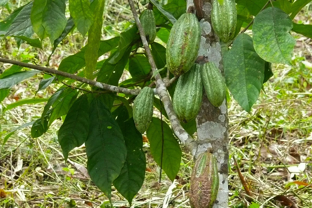 Coffee and cacao farm visit (network archive image)